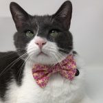 pink-starfish-bowtie