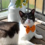 Orange-bow-tie_ba57607f-3769-48c4-80b3-22eaff403017