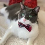 Plaid-Bow-Tie