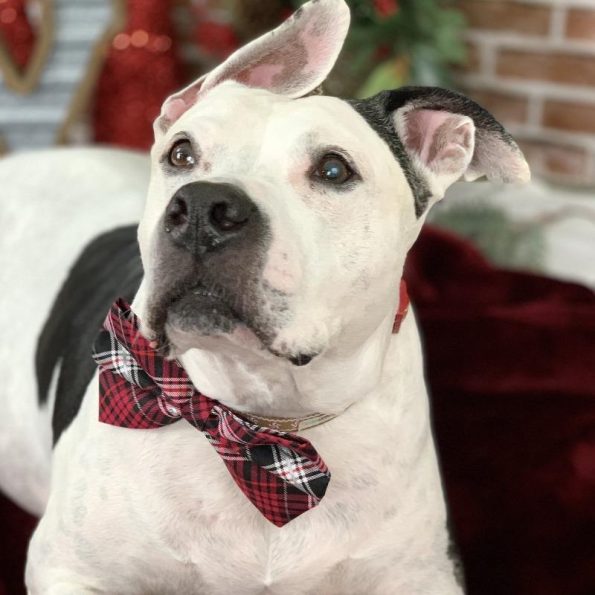 Pawsitive-vibes-plaid-bowtie-dog