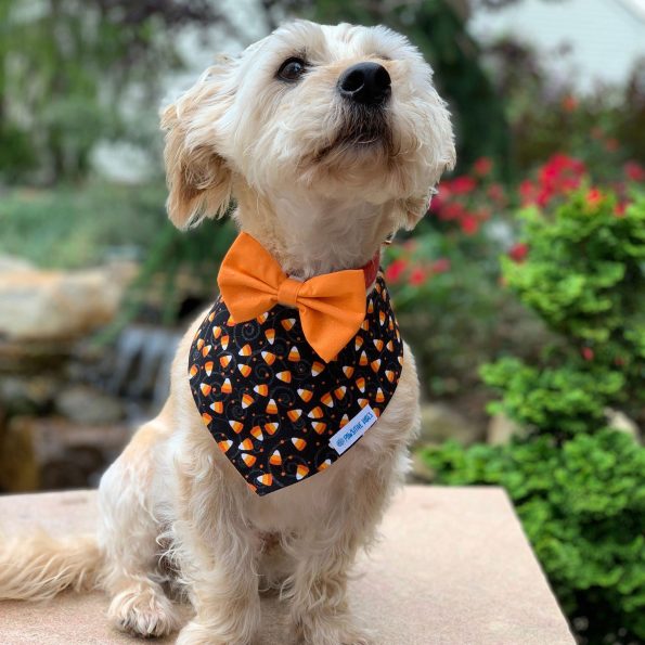 Rusty-Corn-Candy-and-Orange-Bow-Tie-3