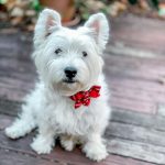 plaid-dog-collar